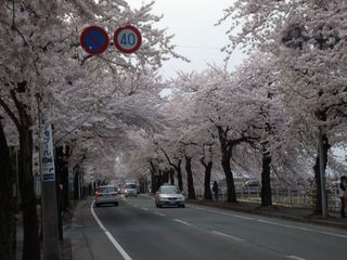 桜 002.jpg